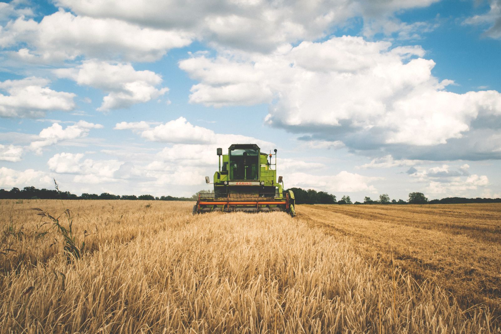 A combine harvester cutting a grain field