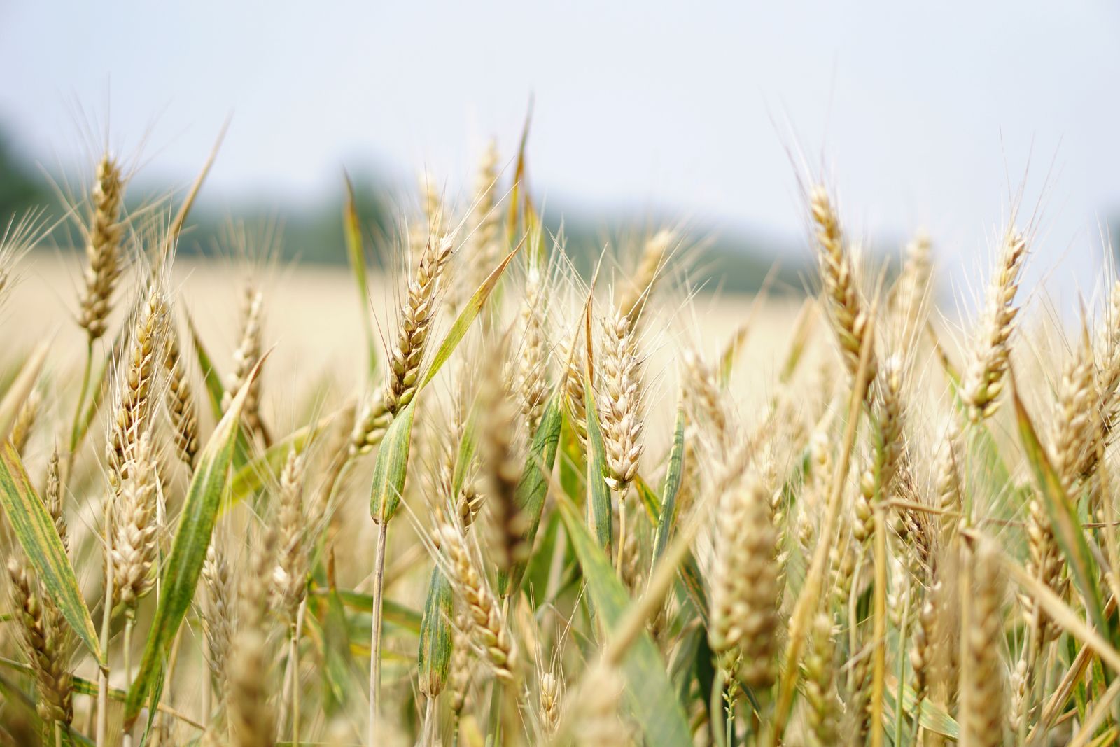 Ripening wheat in a field, close up